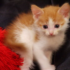 Схема вышивки «№72366»