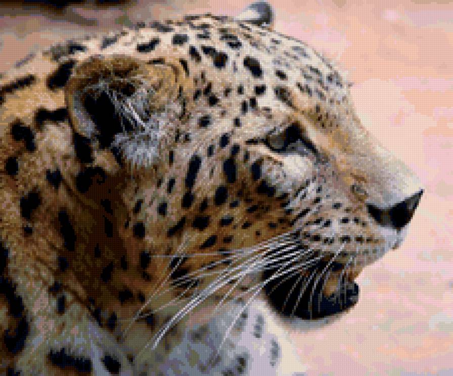 гепард - гепард - предпросмотр