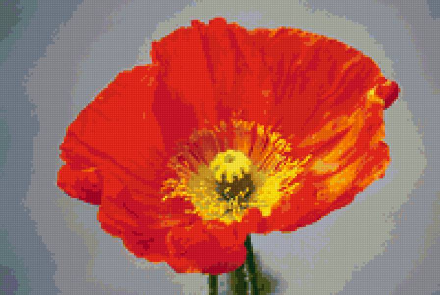 Красный мак - мак, красный, цветок - предпросмотр