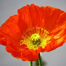 Схема вышивки «Красный мак»