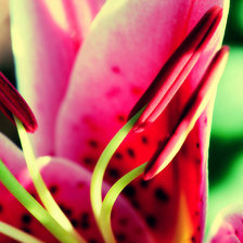 Схема вышивки «макро»