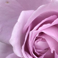 Схема вышивки «роза»