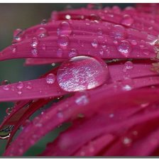 Схема вышивки «гербера»