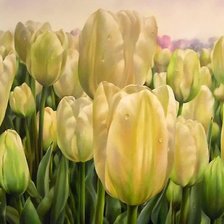 Схема вышивки «тюльпаны»