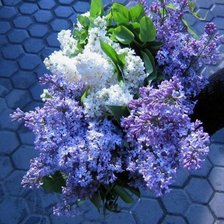 Схема вышивки «№72750»