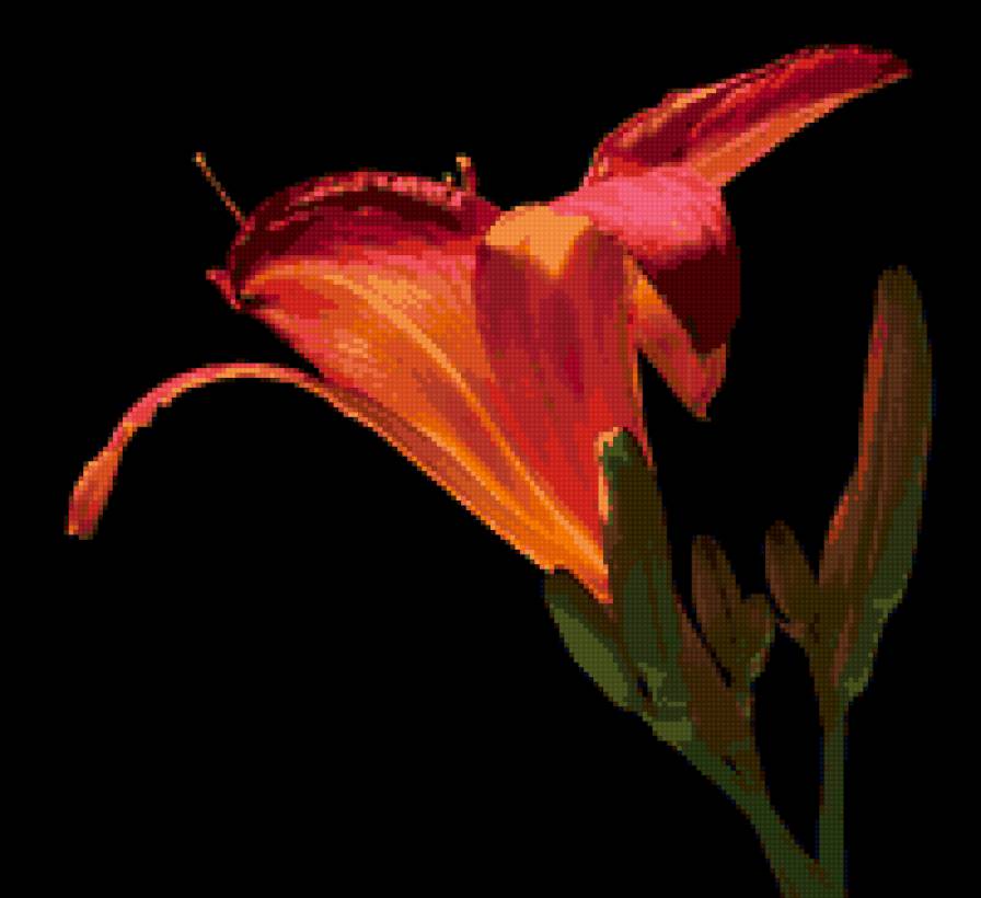 лилия - лилии, на черном, цветы - предпросмотр