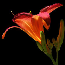 Схема вышивки «лилия»