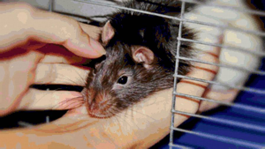 Бони - предпросмотр