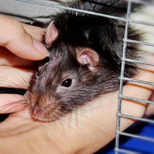 Схема вышивки «Бони»