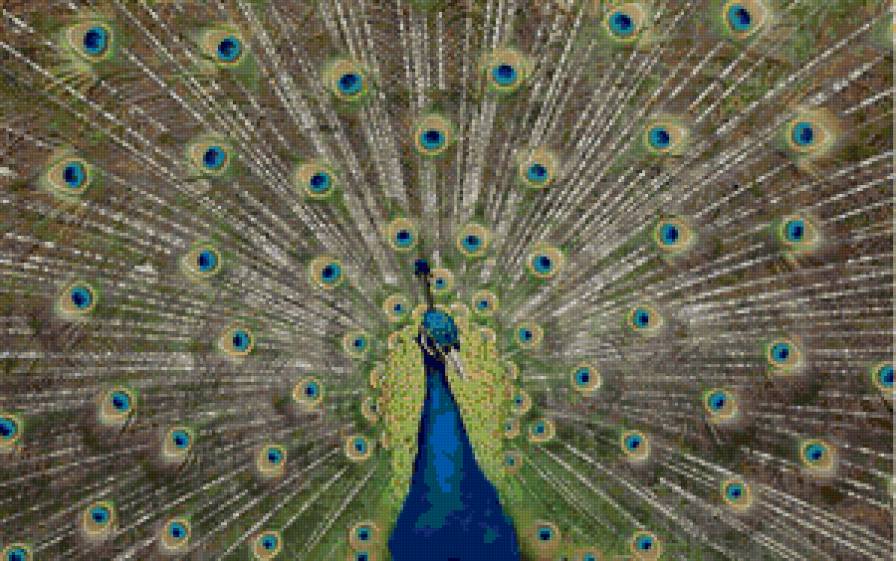 павлин - павлин, птицы - предпросмотр