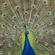 Схема вышивки «павлин»