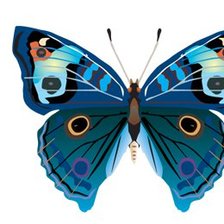 Схема вышивки «подушка "Бабочка"»