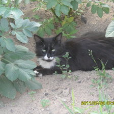 Схема вышивки «Филя»