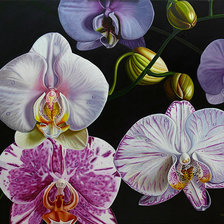 Схема вышивки «орхидея»