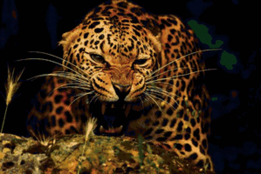 Кися - кошки, дикие - предпросмотр