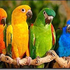 Схема вышивки «Попугайчики»