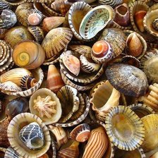 Схема вышивки «Ракушки»