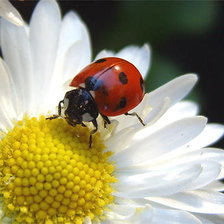 Схема вышивки «ромашка»