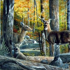 Олени в лесу