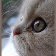 Схема вышивки «№73519»