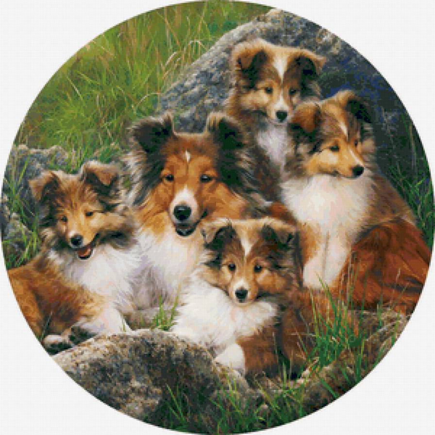 Колли - щенок, собака, животные - предпросмотр