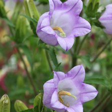 Схема вышивки «№73610»