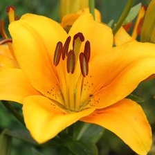 Схема вышивки «№73618»