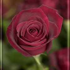 Схема вышивки «№73623»