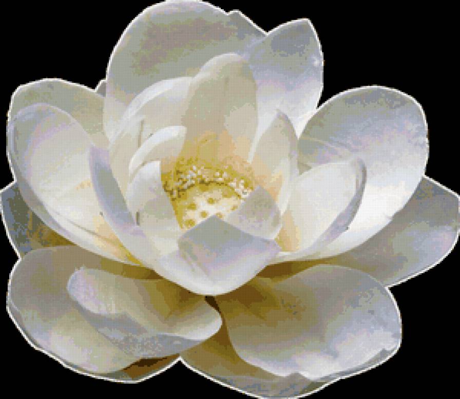 №73632 - лотос, цветок, подушки, подушка, цветы - предпросмотр