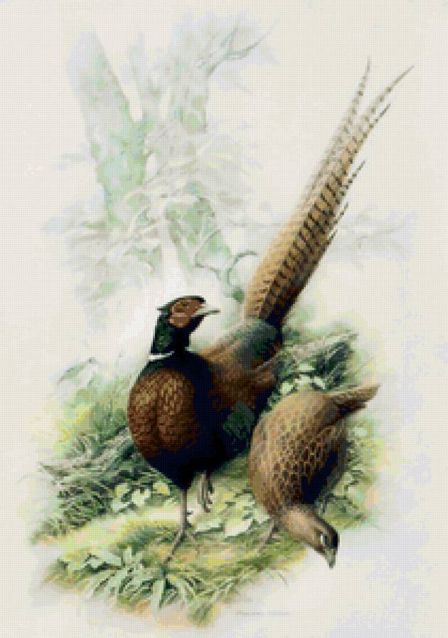 Серия ПТИЦЫ . Фазан - птица - предпросмотр