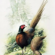 Серия ПТИЦЫ . Фазан