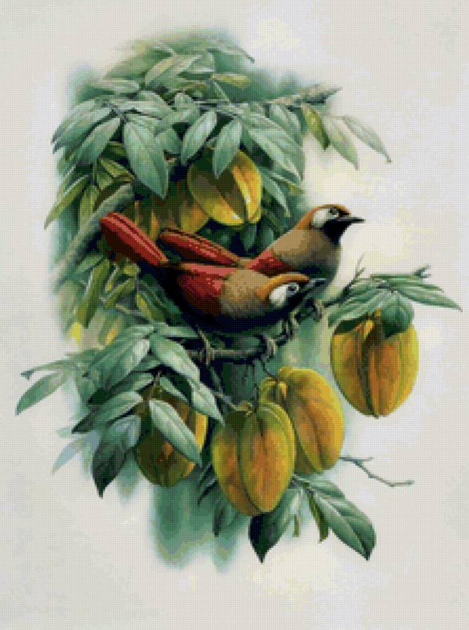 Серия ПТИЦЫ - птица, природа - предпросмотр