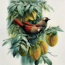 Серия ПТИЦЫ