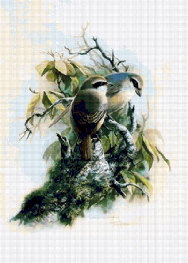 Серия ПТИЦЫ - птица, природа - предпросмотр