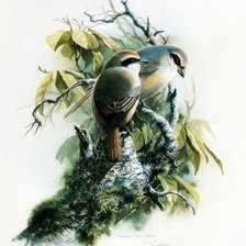 Серия ПТИЦЫ