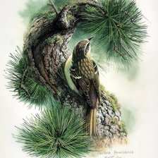 Схема вышивки «Серия ПТИЦЫ»