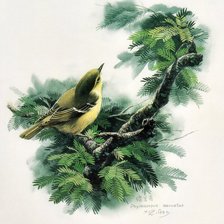 Серия ПТИЦЫ