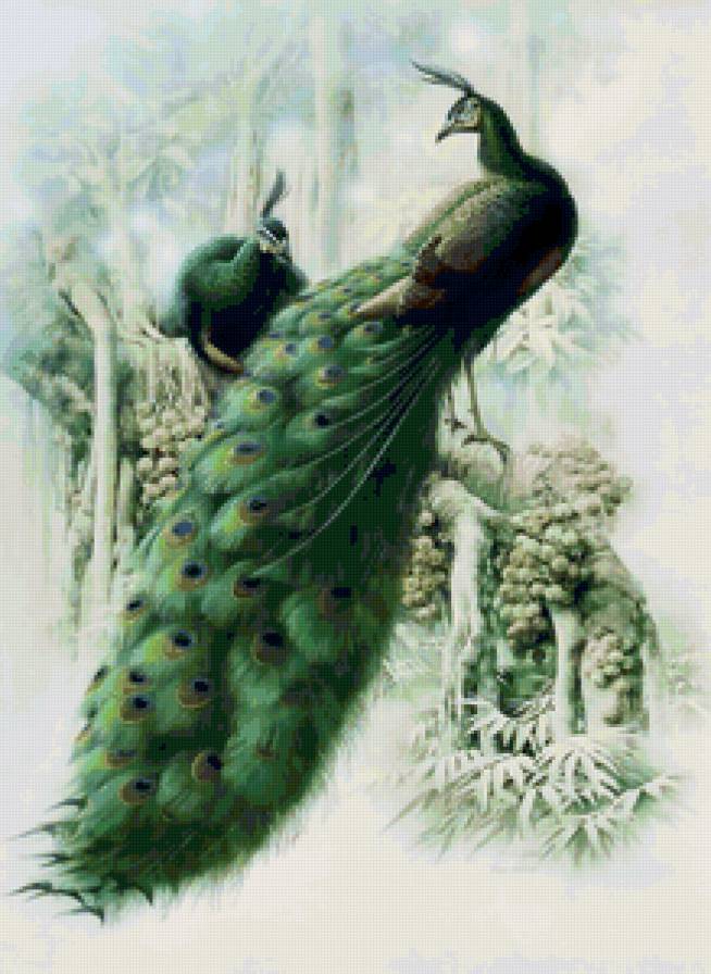 Серия ПТИЦЫ. Павлин - птица, природа - предпросмотр