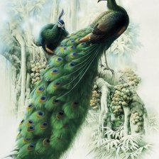 Серия ПТИЦЫ. Павлин