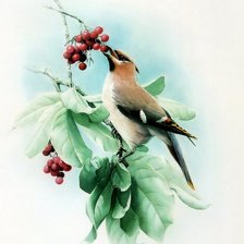 Серия ПТИЦЫ