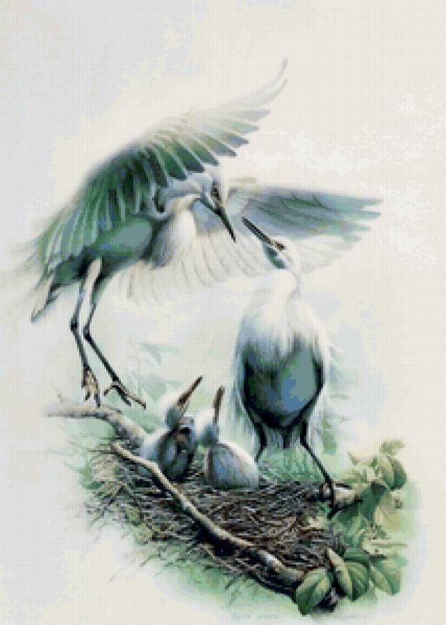 Серия ПТИЦЫ - семья, природа, птица - предпросмотр