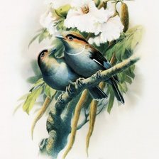 Схема вышивки «Серия ПТИЦЫ»