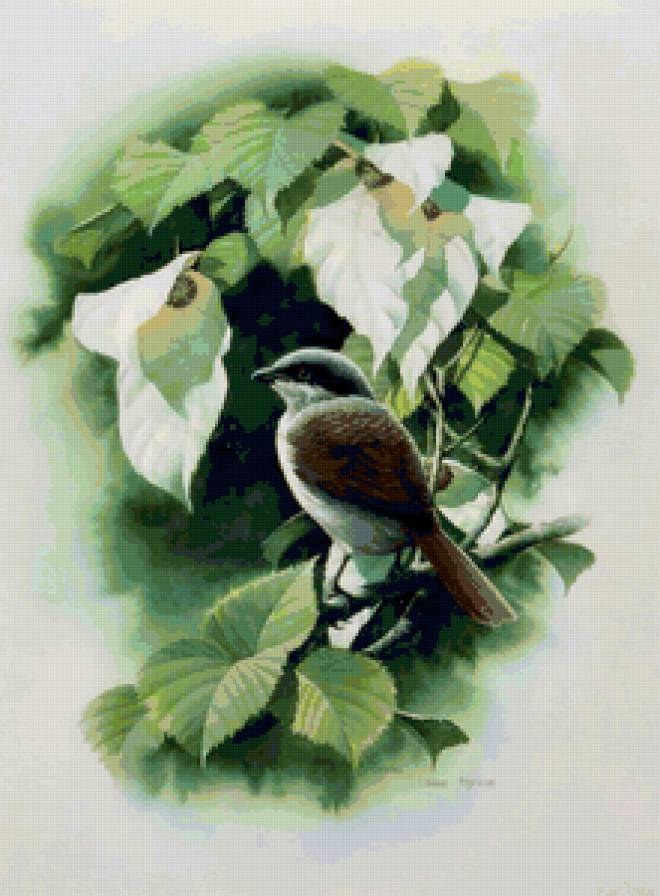 Серия ПТИЦЫ - природа, цветы, птица - предпросмотр