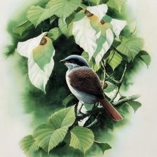 Серия ПТИЦЫ