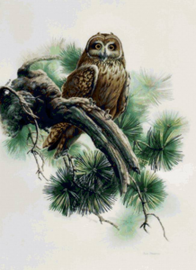 Серия ПТИЦЫ - природа, птица - предпросмотр