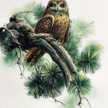 Схема вышивки «Серия ПТИЦЫ»