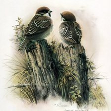 Серия ПТИЦЫ