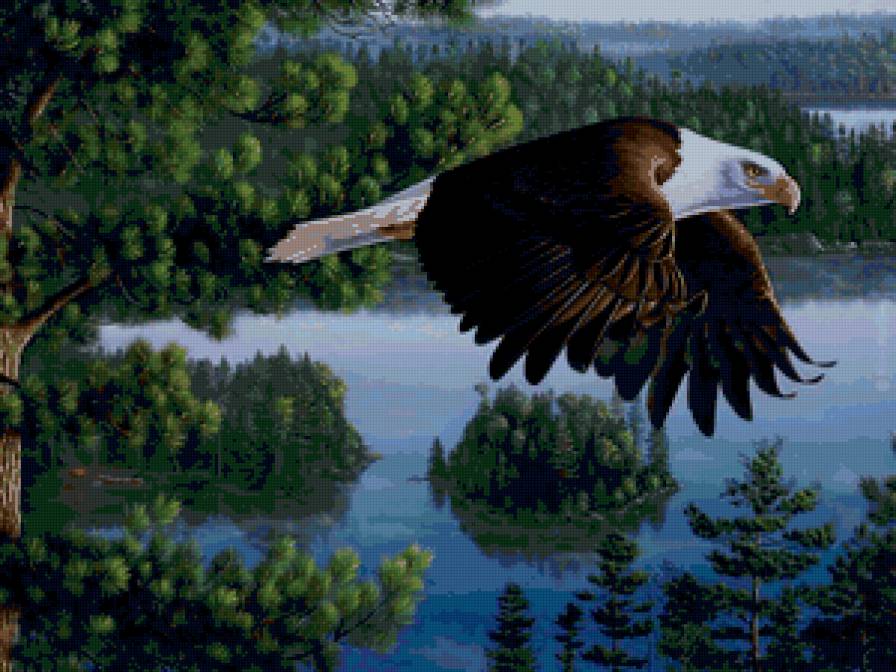 Kim Norlien - орел, птица, пейзаж - предпросмотр