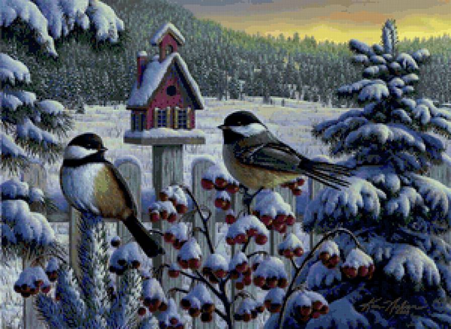 Kim Norlien - птица, природа, зима - предпросмотр