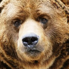 Схема вышивки «медведь»